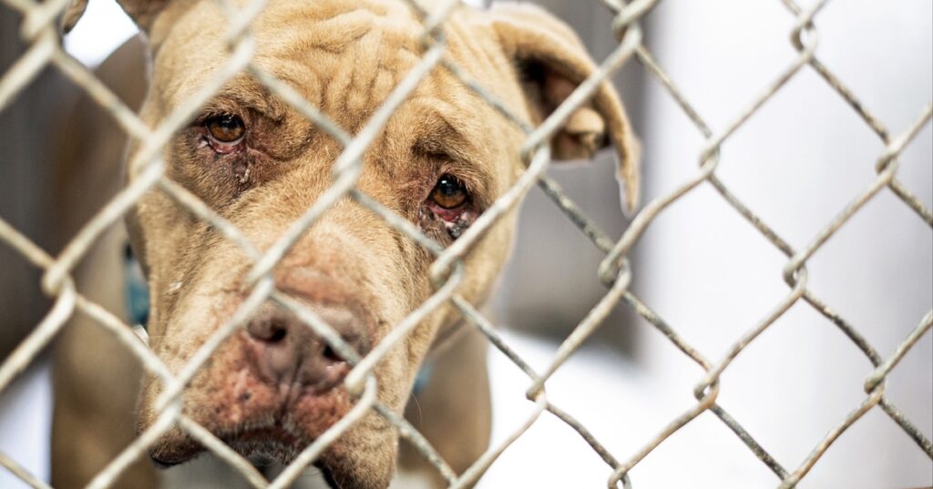 “Im Tierschutz klafft eine große Lücke”